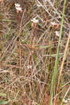 Pink sundew